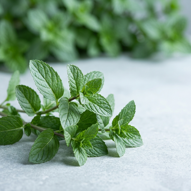 Peppermint Essential Oil