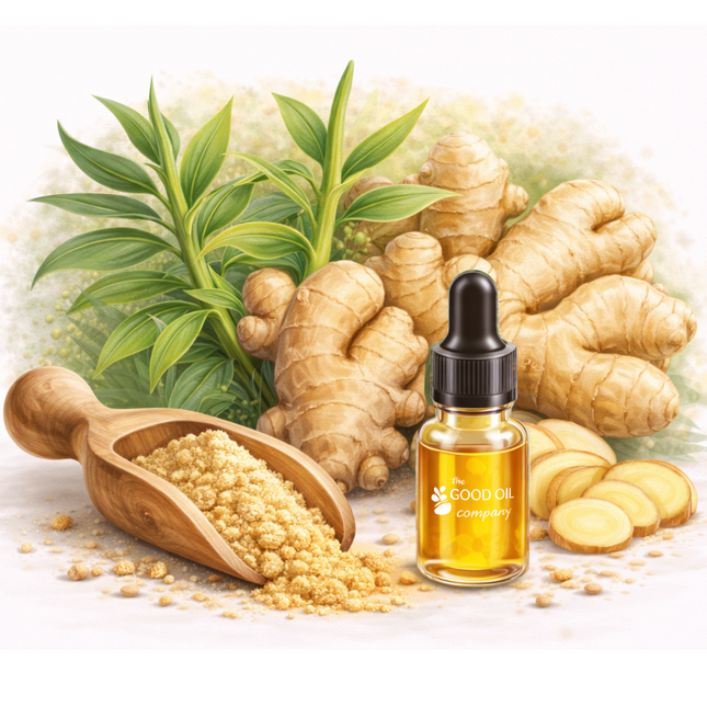Ginger Essential Oil