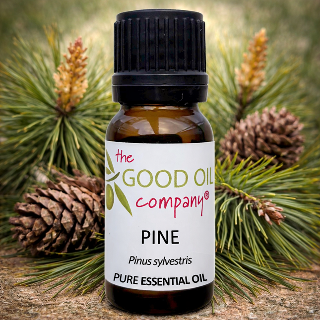 Pine Essential Oil